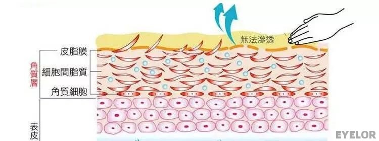 身体干燥怎么护肤最好 - EYELOR美妆